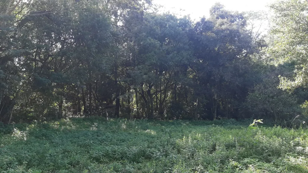Vendo Propiedad de 9 Ha. Capiata Ruta 2 Km 24 a 2 km, Incomparable, exclusivo y unico!! — foto 2