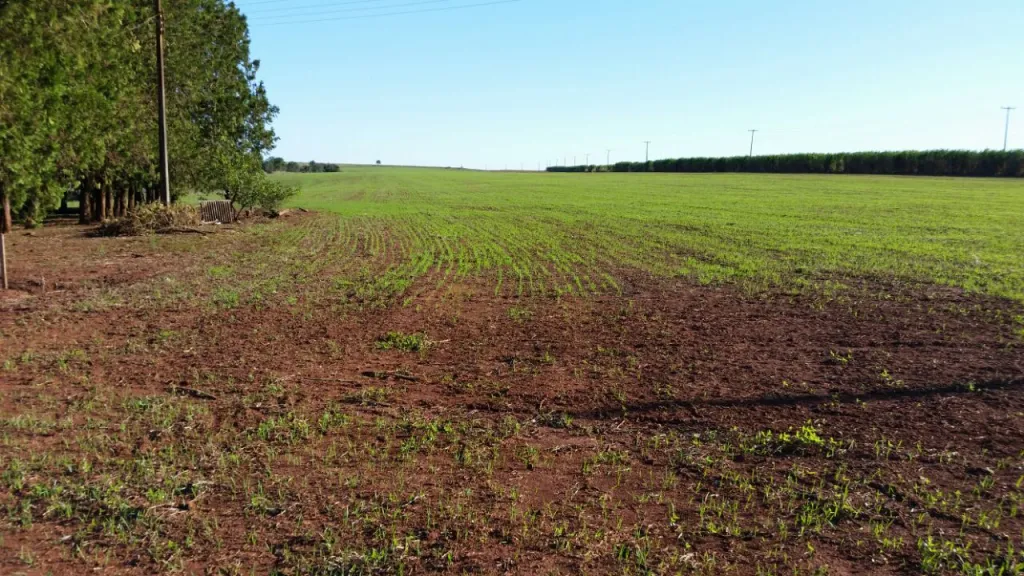 ALTO PARANÁ 390 HAS AGROGANADERA ZONA DE SANTA RITA CERCANÍAS DEL ASFALTO — foto 3