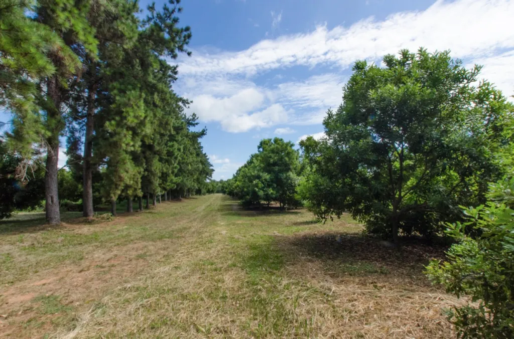 VENDO HERMOSA GRANJA EN CORDILLERA CON PLANTACION DE NUEZ DE MACADAMIA — foto 2