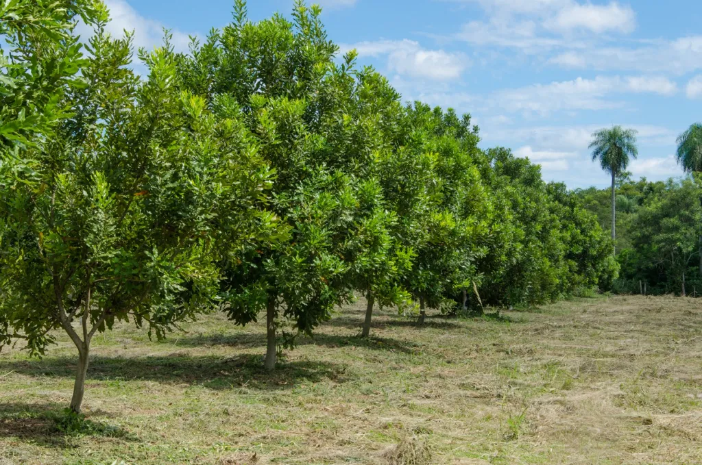 VENDO HERMOSA GRANJA EN CORDILLERA CON PLANTACION DE NUEZ DE MACADAMIA — foto 3
