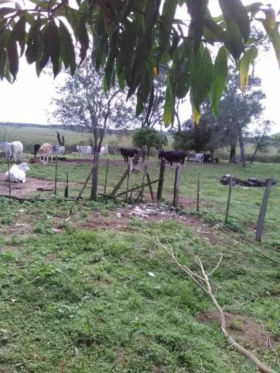 VENDO EN YATAITY DEL NORTE 70 HECTAREAS DE TERRENO, A 3.000 m DE RUTA 3. — foto 3