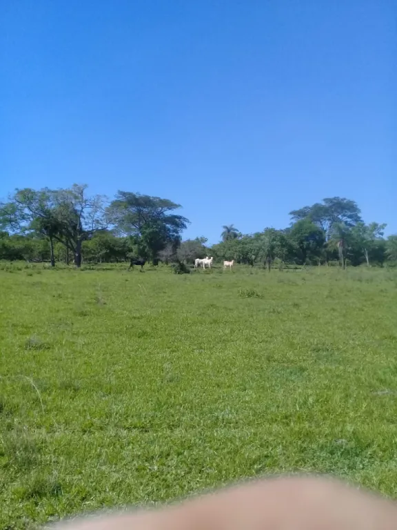 SAPUCAI – ESCOBAR, ACAHAY: 32 HAS, IDEALES P PLANTACIÓN Y GANADO, ARROYOS, BOSQUE. — foto 3