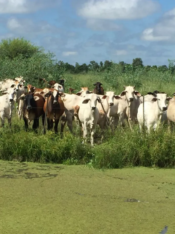 BOQUERON – CHACO: INIGUALABLE ESTANCIA EN FUNCIONAMIENTO, 1.600 HAS, TOTALMENTE EQUIPADA. — foto 2