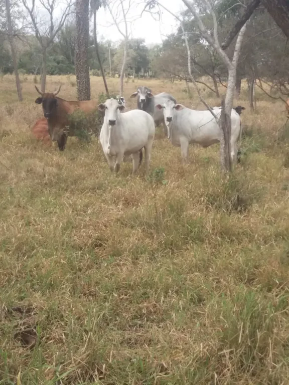 ALTOS – CORDILLERA: INIGUALABLES 95 HAS, EXCELENTES MEJORAS, EQUIPADA FULL + PASTURAS. — foto 3