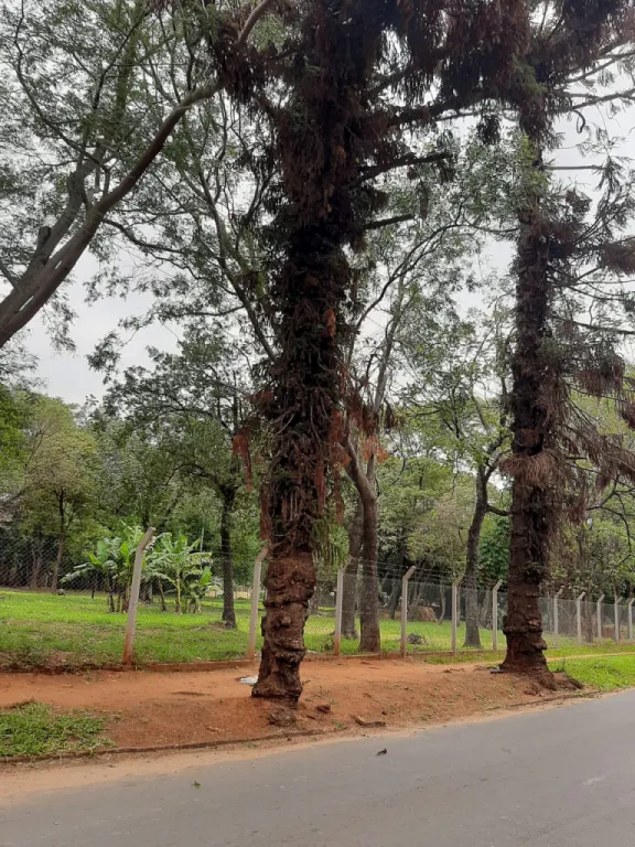 PROX. CIT CAMINO LUQUE: OFERTA!! 12.000 M2 IDEAL PARA DESARROLLOS INMOBILIARIOS EN ALTURA — foto 3