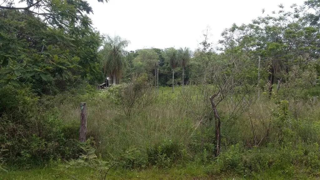 LUQUE TARUMANDY — foto 2
