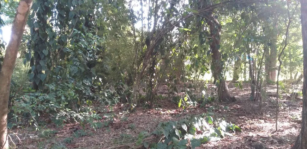 Vendo 5 terrenos en el Peñon 2 — foto 2