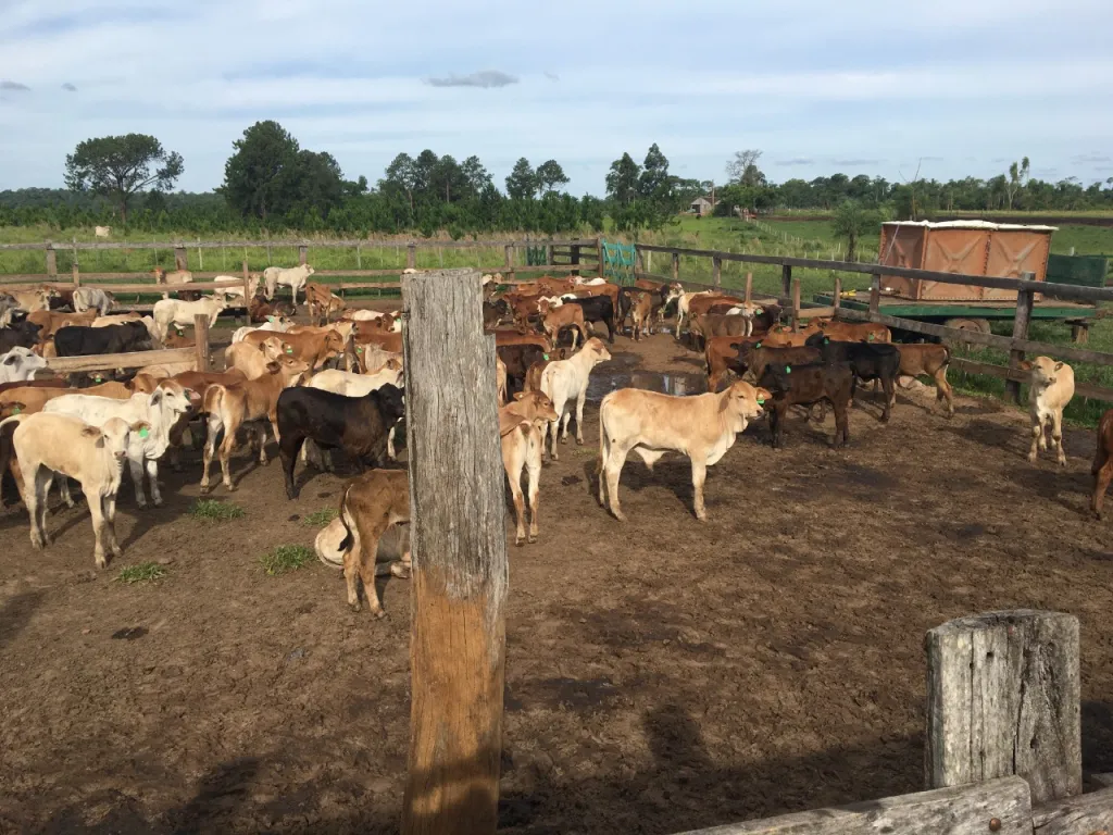 ITAPÚA – CAAZAPA: 300 HAS MECANIZADAS + EXPLOTACIÓN GANADERA ACTUAL, 2.800 USD HA — foto 3