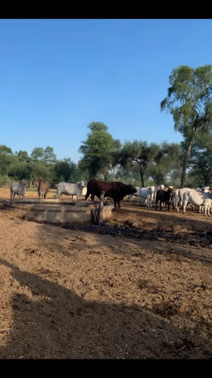 CHACO – CENTRAL: 8.500 HAS. ESTABLECIMIENTO AGRO-GANADERO + PASTURA, EXPLOTACIÓN IDEAL. — foto 3