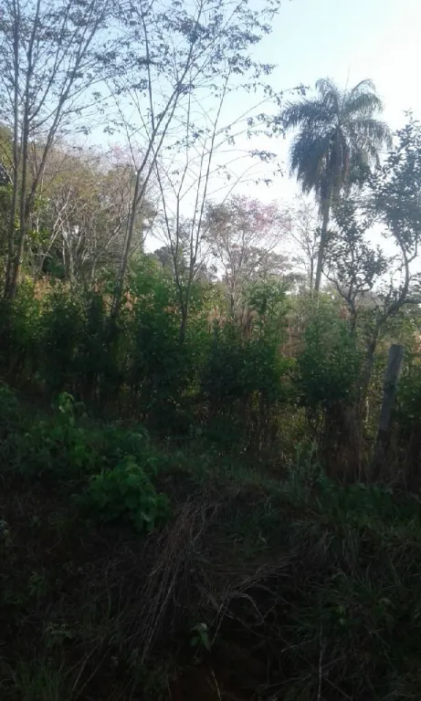 27 ha.en Juan de Mena — foto 3