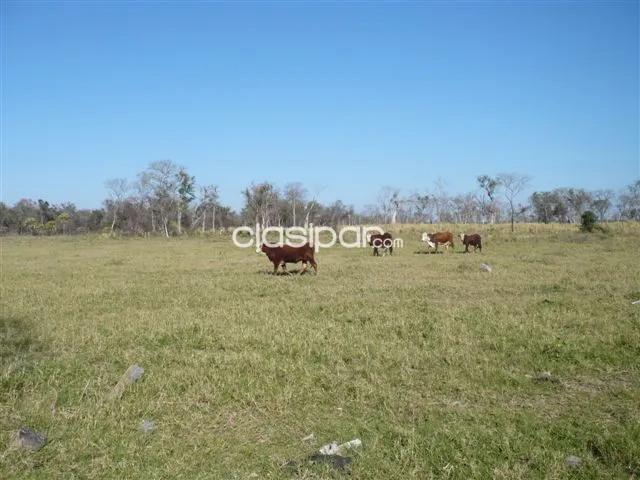 CHACO VENDO 2800 HAS ZONA LOMA PLATA CAMINO A PUERTO CASADO CERCANÍAS DE LA RUTA BIOCEÁNIC — foto 3