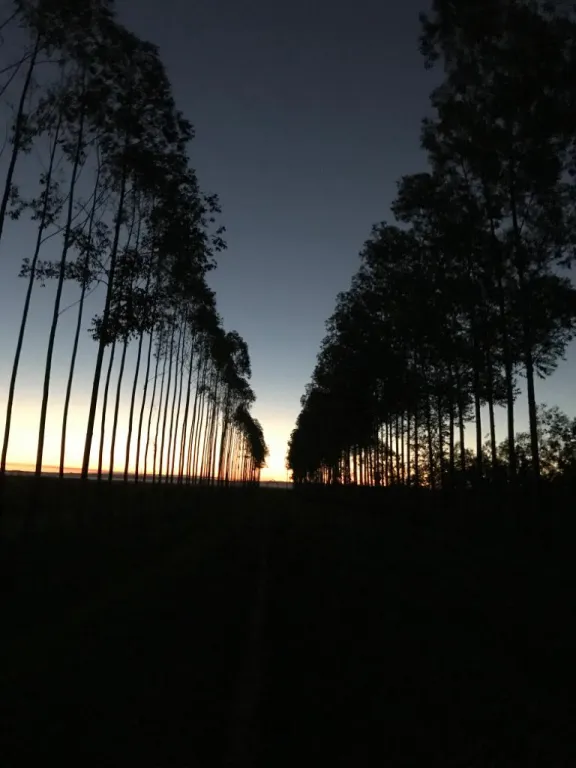 ITURBE - GUAIRA: 384 HAS, P EXPLOTACIÓN AGRO-FORESTAL, GANADERA, OFERTA!! — foto 3