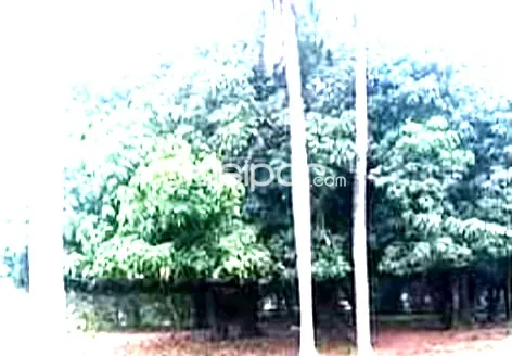 TİTULADO — foto 2