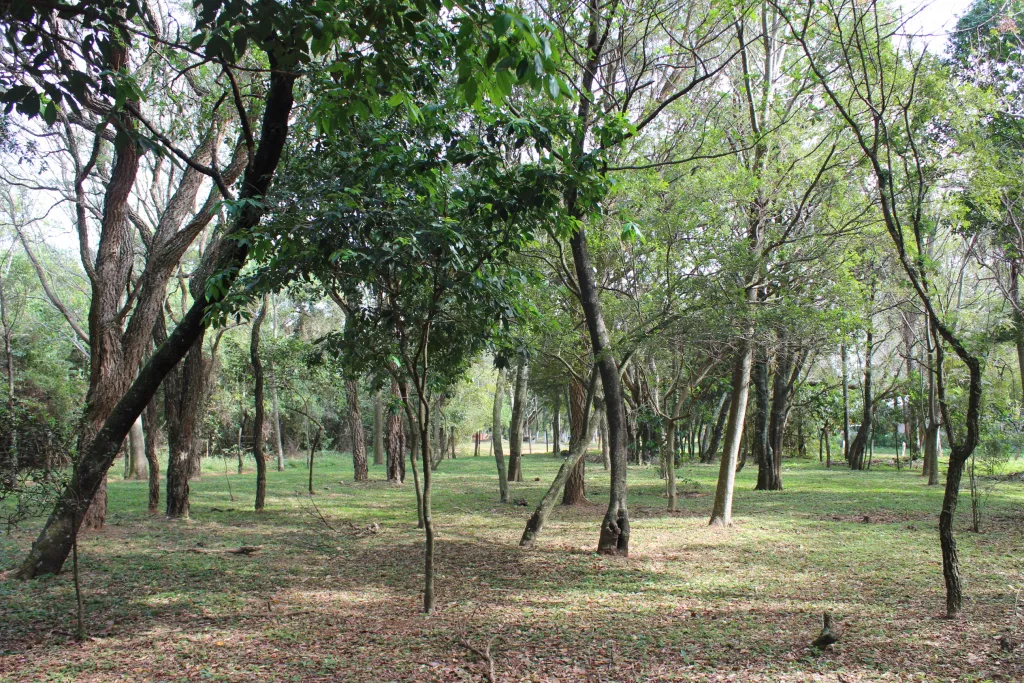ALTOS - 6 HERMOSOS Lotes arbolados en la Ciudad de Altos - 2.376 m2!!! — foto 3