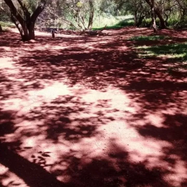 VENDO 4,5 HA EN COLONIA SANTA FE — foto 2