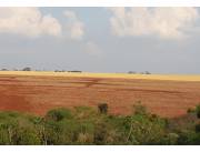 45 hectáreas de tierra roja. A 10 kilómetros del centro de Santa Rita. Alto Paraná Vendo