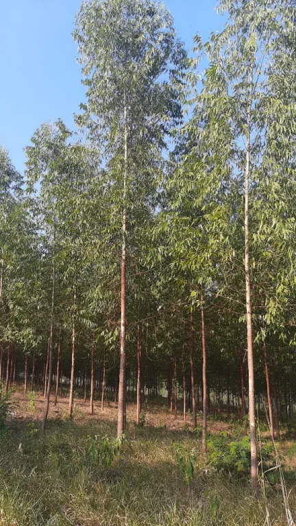 Vendo terreno de 1 hectarea y media — foto 2