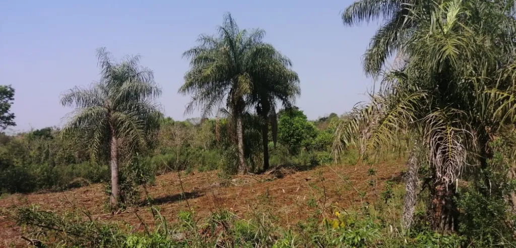 VENDO TERRENO - 5 HAS — foto 3
