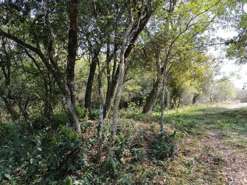 Propiedad en Chololo, Piribebuy, con arroyo — foto 2