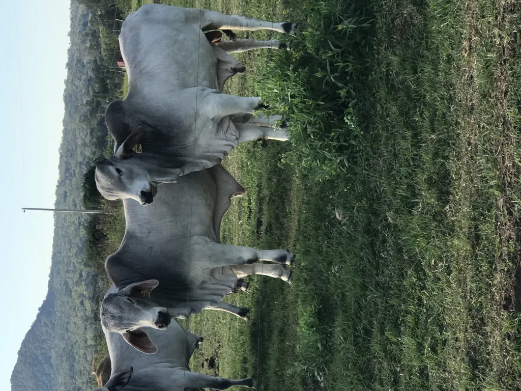Estancia — foto 3
