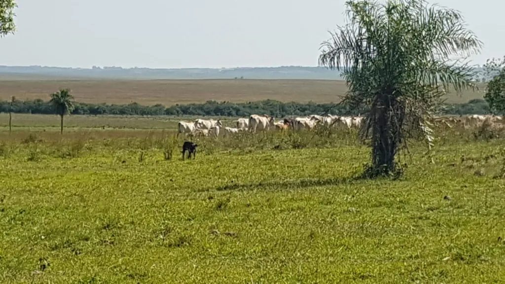 Estancia — foto 3