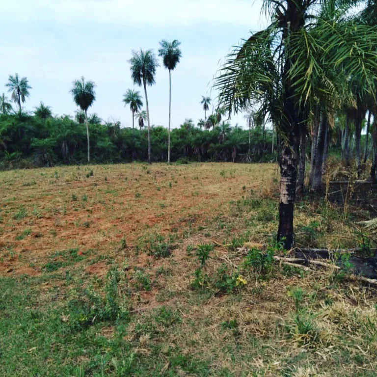 ¡¡OFERTA!! VENDO 12 HECTAREAS EN NUEVA ITALIA - LINDA ZONA. — foto 2