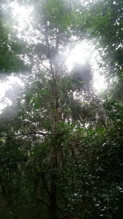 10 hectáreas en Guayaibi — foto 3