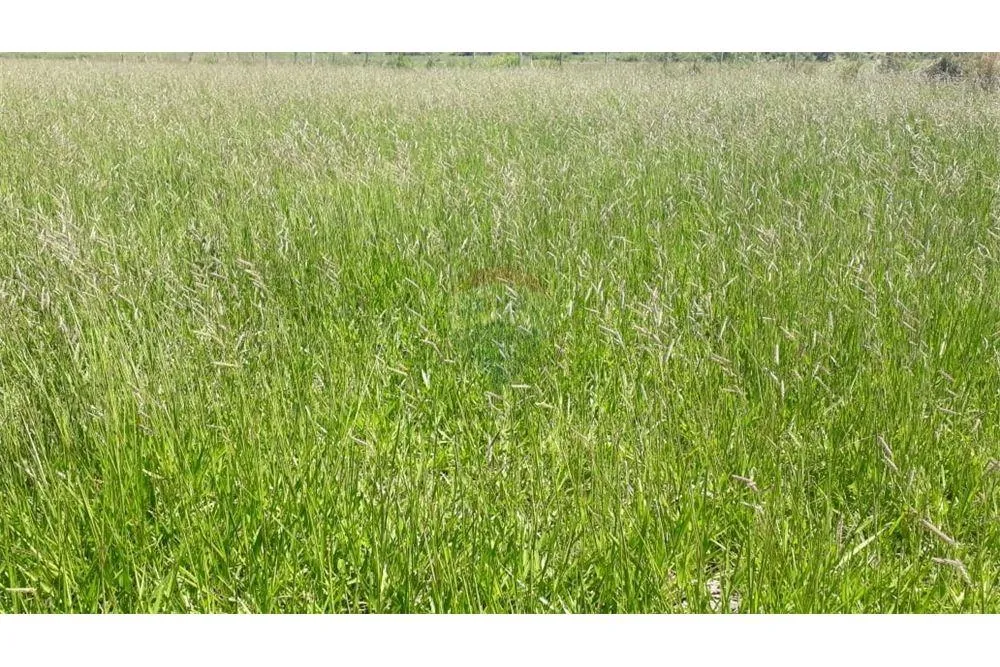 CAMPO EN VENTA - APTO PARA GANADERÍA 9,114,000 USD — foto 2