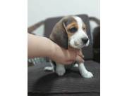 Beagle Hembra😍😍😍