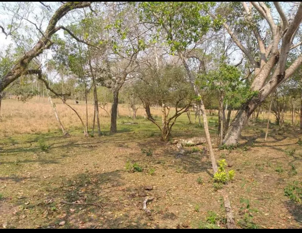 Vendo 10 HA en ALTOS — foto 3