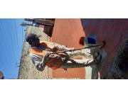 Expertos en aislaciones techos goteras