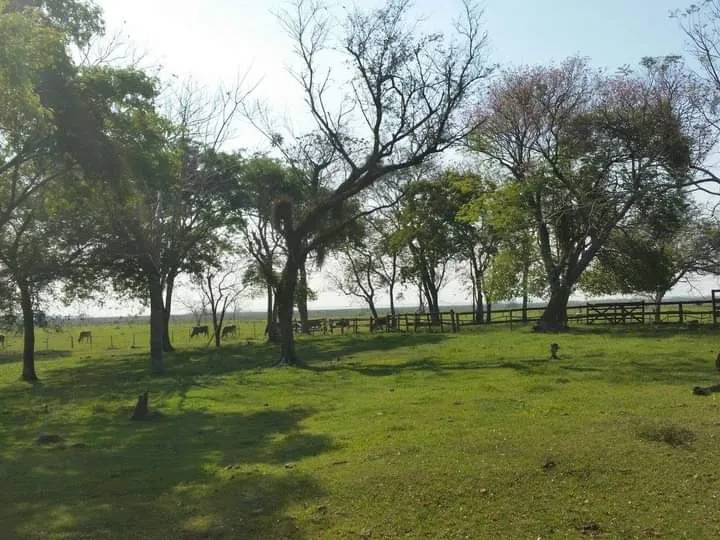 VENDO ESTANCIA EN JUAN DE MENA, 500 Has — foto 2