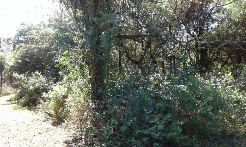 San Bernardino Barrio Cristobal Colón — foto 2