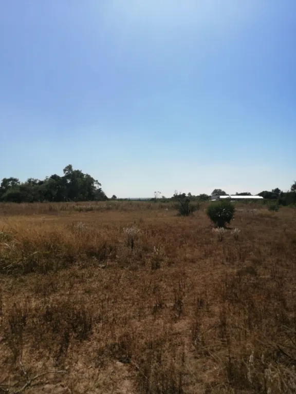 VENDO PROPIEDAD DE UNA HECTAREA EN AREGUA- YUQUYRY COD 3308 — foto 3