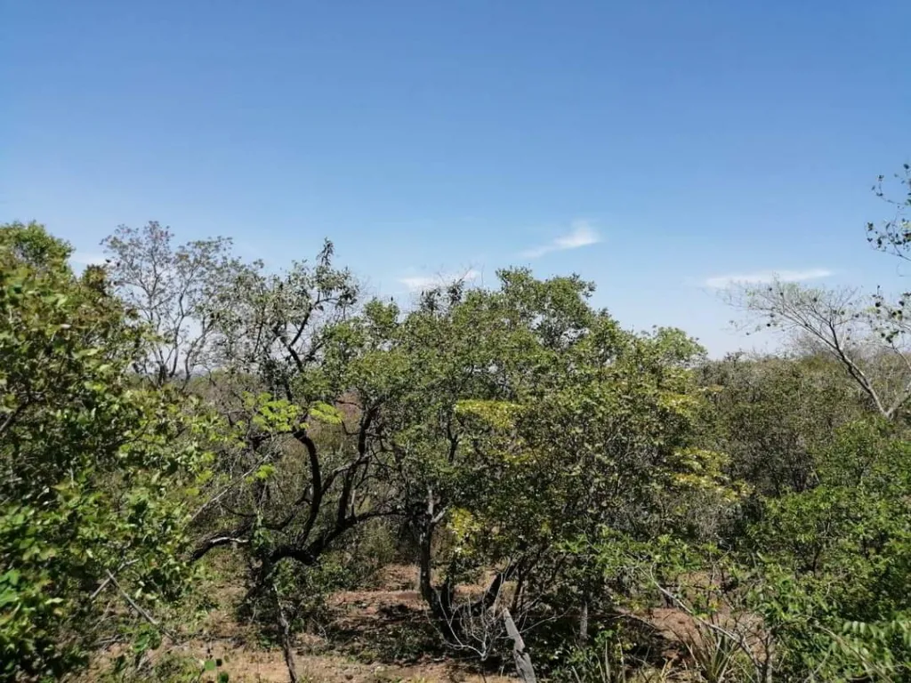 VENDO DOS HECTAREAS EN SAN BERNARDINO COD 3287 — foto 3