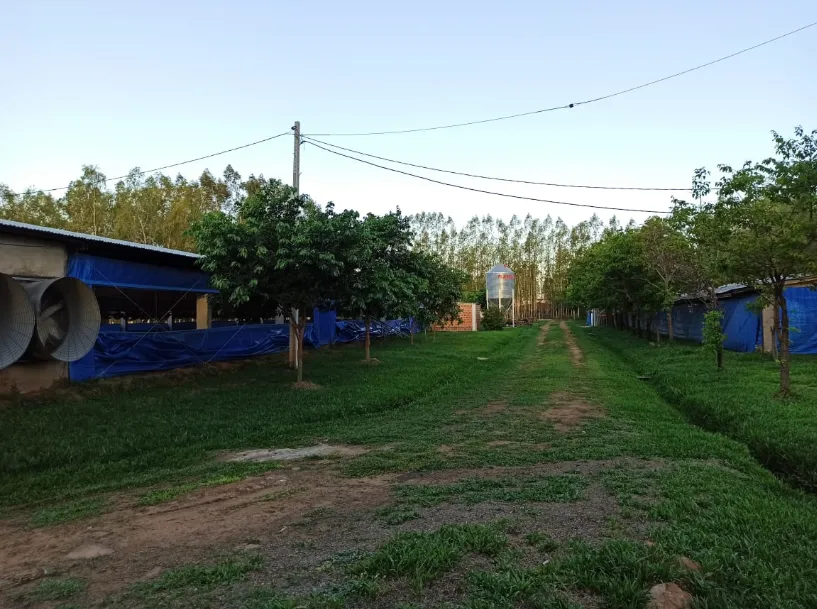 Vendo terreno de 3 hectáreas con un galpon de pollos de engorde — foto 3