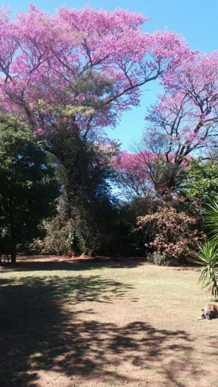 LUQUE (CIT – ÑU GUAZU): 3.393M2, MARAVILLOSA CASA QUINTA EN VENTA, 450.000 USD. — foto 3