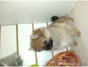 Vendo hermosos cachorros pomerania mini lulú