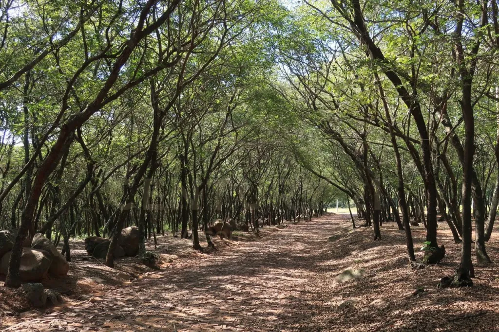 TERRENO CON VISTA AL LAGO EN YPACARAI — foto 2