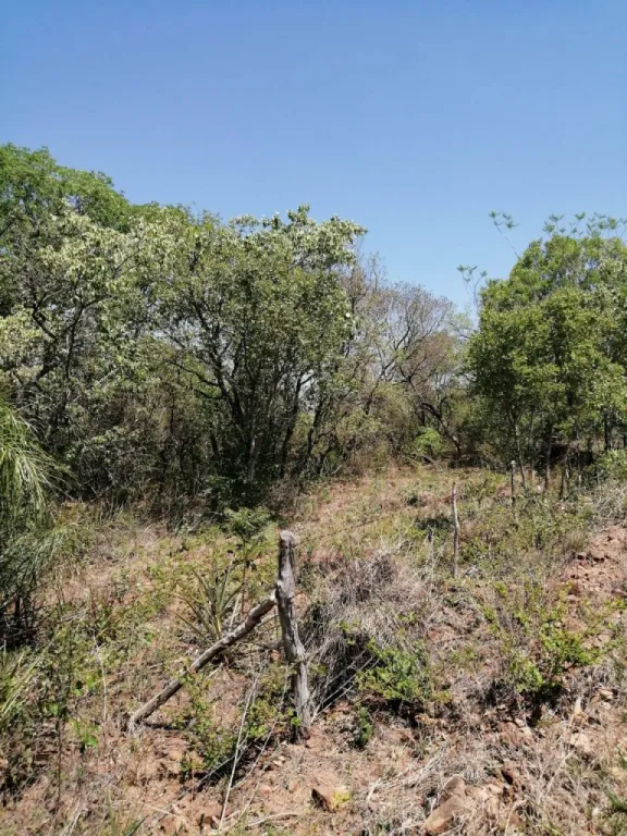 VENDO DOS HECTAREAS EN SAN BERNARDINO 3287 — foto 2