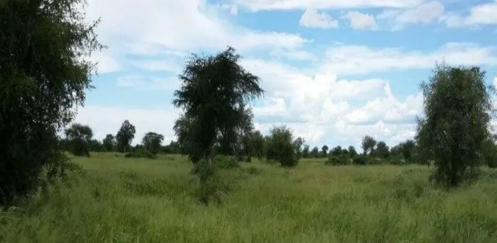 BAHÍA NEGRA, AGUA DULCE - ALTO PARAGUAY: 37.000 HAS, PASTURAS, OFERTA. 450 USD HA. — foto 3