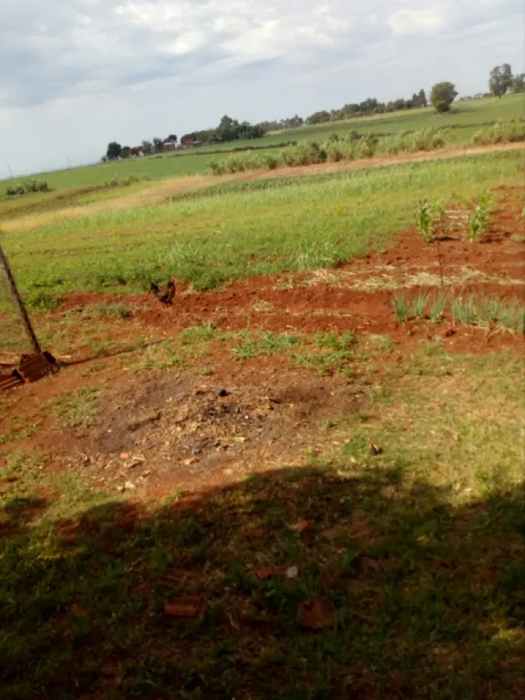 OFERTO 4 HECTAREAS EN CAAGUAZU - ZONA GUAYAKI — foto 2