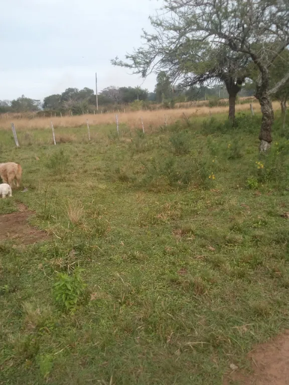 OFERTO 4 HECTAREAS EN CAAGUAZU - ZONA GUAYAKI — foto 3
