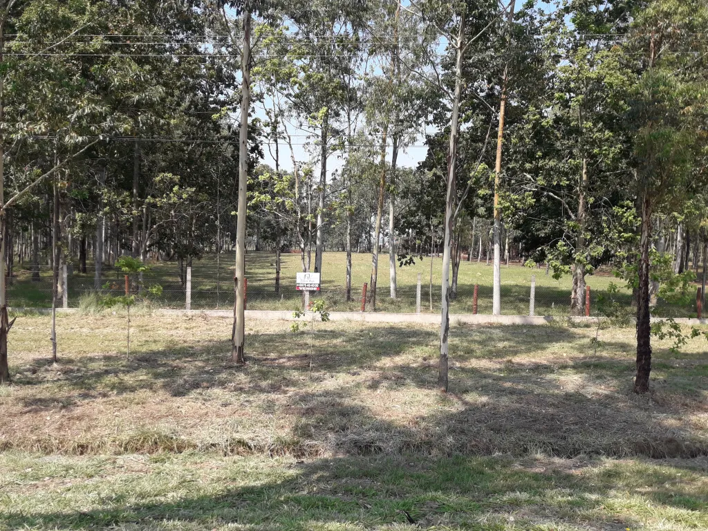 EN VENTA CAMPO DE 50.9 HAS SOBRE RUTA 1 EN CORONEL BOGADO — foto 2