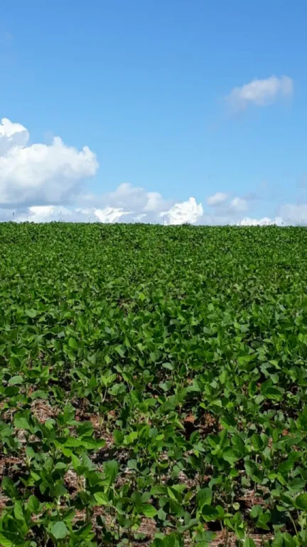 VENDO CAMPO AGRÍCOLA TIERRA ROJA COLORADA 1022 HECTAREA CURUGUATY — foto 2