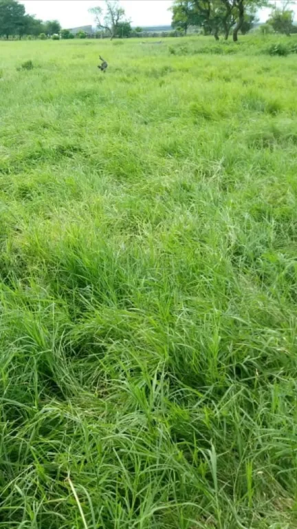REMATO OFERTA PROPIEDAD SUP. 600 HECTAREA TIERRA ROJA COLORADA MECANIZADA EN ITAPUA — foto 3