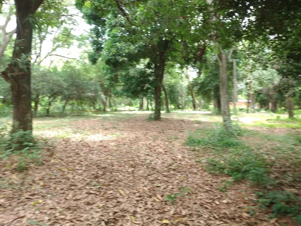 Vendo 1,5 hectareas en la ciudad de Limpio — foto 2
