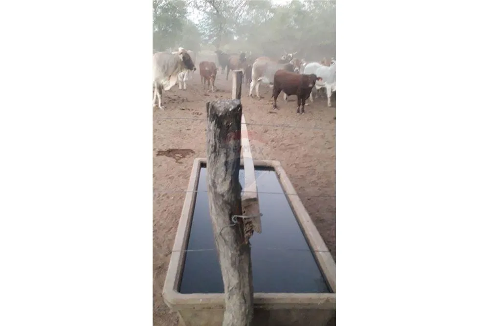 Venta de campo de 110 hectáreas a 60km de Neuland 1,100,000,000 ₲ — foto 3