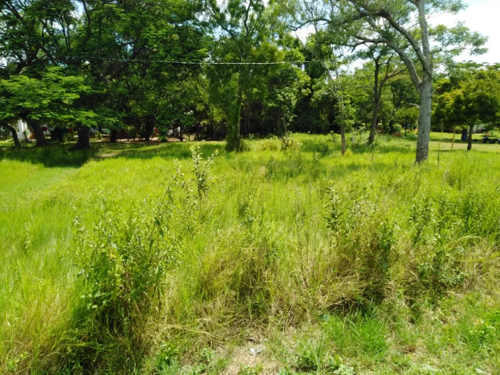 Terrenos a 1000m de la Avda. San José — foto 2