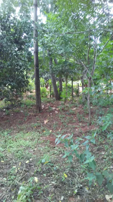 Terreno en Guajayvi — foto 2